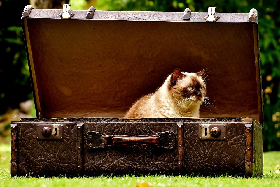 Antique Funny Luggage British Shorthair Cat 2442126 (1)