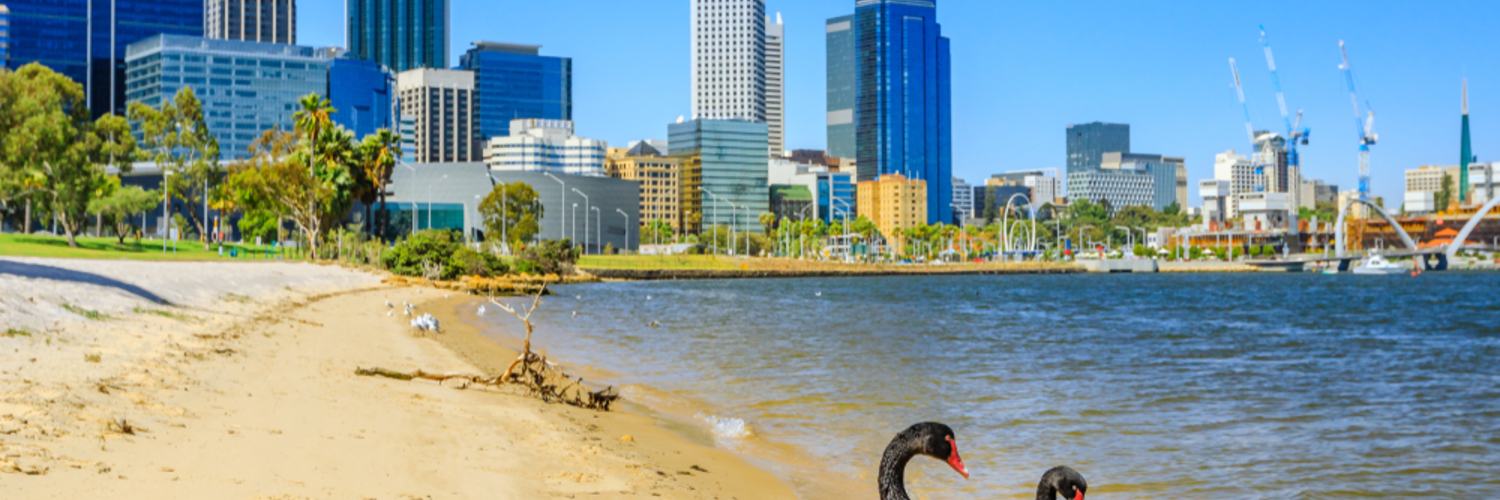 Perth skyline with swans 