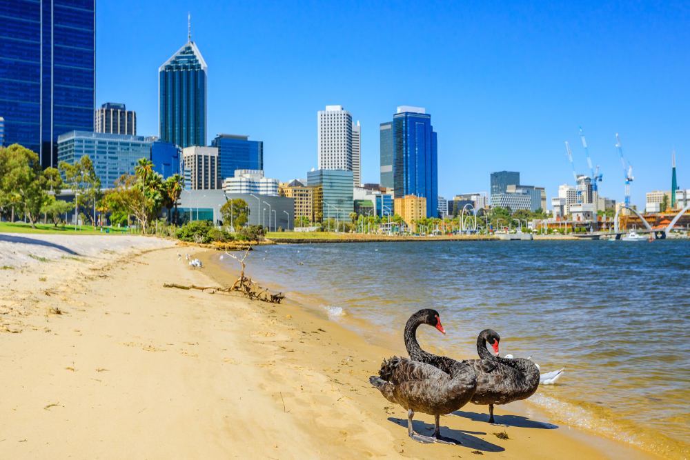 two wild birds on a beach in Australia 