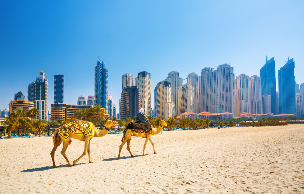 camel walking on a beach