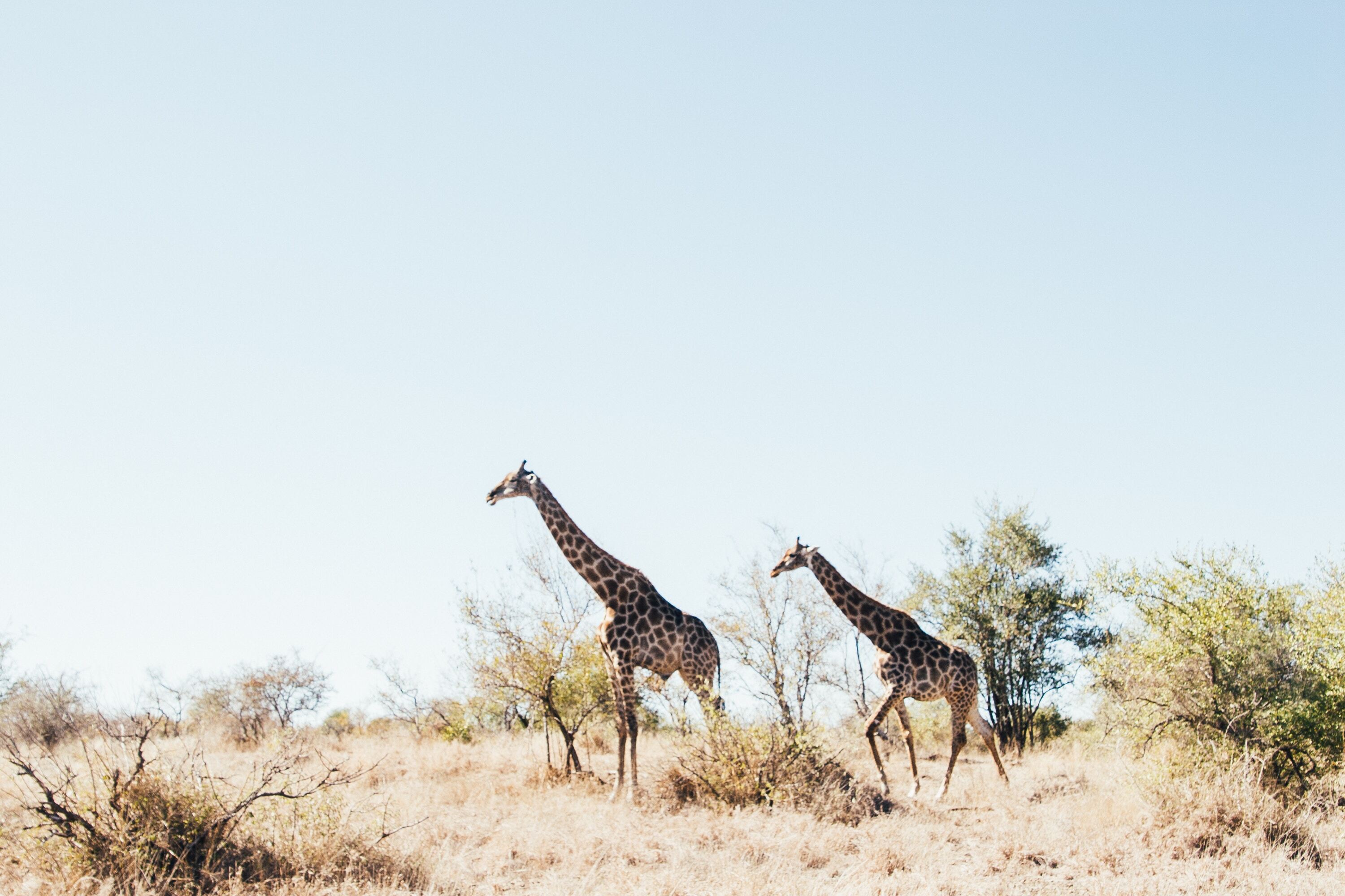 Giraffe