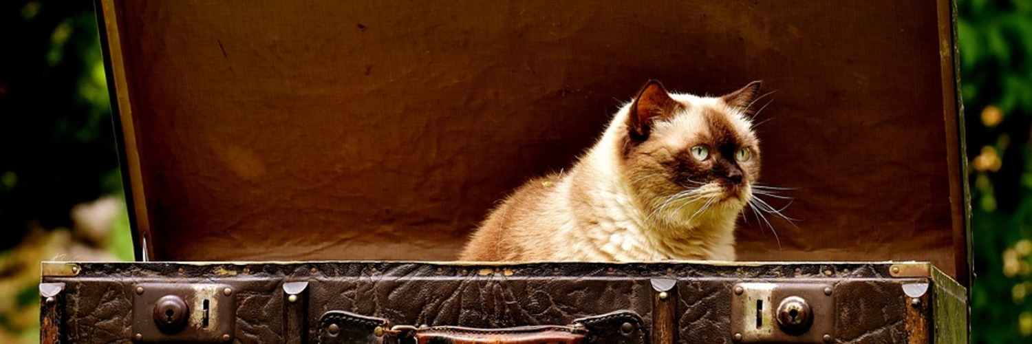 Antique Funny Luggage British Shorthair Cat 2442126 (1)